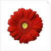Red Gerbera Daisy by Anonymous