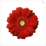 Red Gerbera Daisy by Anonymous