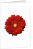 Red Gerbera Daisy by Anonymous