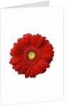 Red Gerbera Daisy by Anonymous