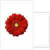 Red Gerbera Daisy by Anonymous