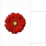 Red Gerbera Daisy by Anonymous