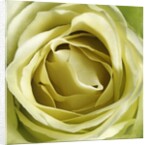 Yellow Rose by Anonymous