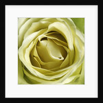 Yellow Rose by Anonymous