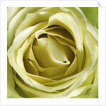 Yellow Rose by Anonymous