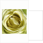 Yellow Rose by Anonymous