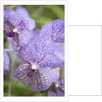 Rare, beautiful orchids bloom in a Florida garden by Anonymous