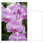 Rare, beautiful orchids bloom in a Florida garden by Anonymous