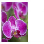 Rare, beautiful orchids bloom in a Florida garden by Anonymous