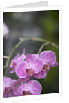 Rare, beautiful orchids bloom in a Florida garden by Anonymous