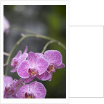 Rare, beautiful orchids bloom in a Florida garden by Anonymous