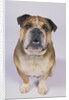 English Bulldog by Anonymous