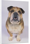 English Bulldog by Anonymous