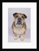 English Bulldog by Anonymous