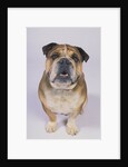 English Bulldog by Anonymous