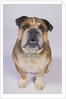 English Bulldog by Anonymous