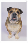 English Bulldog by Anonymous