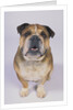 English Bulldog by Anonymous