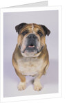 English Bulldog by Anonymous