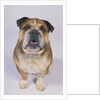 English Bulldog by Anonymous