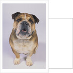 English Bulldog by Anonymous