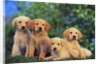 Puppies by Anonymous