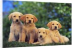 Puppies by Anonymous