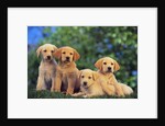 Puppies by Anonymous