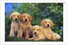 Puppies by Anonymous