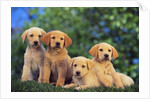 Puppies by Anonymous