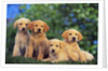 Puppies by Anonymous