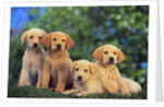 Puppies by Anonymous