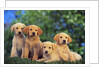 Puppies by Anonymous