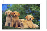 Puppies by Anonymous