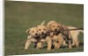 Retriever Puppies Sharing a Stick by Anonymous
