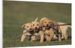 Retriever Puppies Sharing a Stick by Anonymous