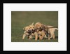 Retriever Puppies Sharing a Stick by Anonymous