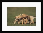 Retriever Puppies Sharing a Stick by Anonymous