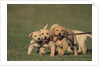 Retriever Puppies Sharing a Stick by Anonymous