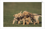 Retriever Puppies Sharing a Stick by Anonymous
