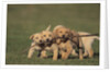 Retriever Puppies Sharing a Stick by Anonymous