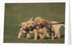 Retriever Puppies Sharing a Stick by Anonymous