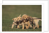 Retriever Puppies Sharing a Stick by Anonymous