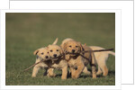 Retriever Puppies Sharing a Stick by Anonymous