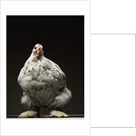 Chicken by Anonymous