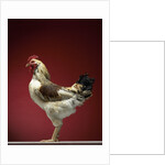 Rooster by Anonymous