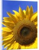 Front view of a beautiful sunflower by Anonymous