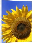 Front view of a beautiful sunflower by Anonymous