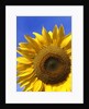 Front view of a beautiful sunflower by Anonymous