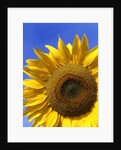 Front view of a beautiful sunflower by Anonymous